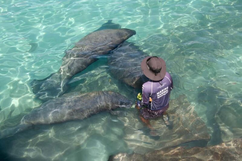 Isla Mujeres: Sea Lion & Manatee Interaction with Buffet - Meeting the Gentle Manatees: A Heartwarming Water Encounter