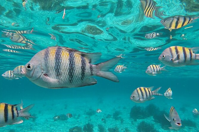 Isla Mujeres Snorkeling Adventure at the Underwater Museum - Starting Point at Señor Frog’s in Isla Mujeres
