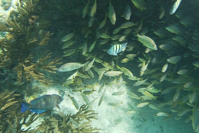 Isla Mujeres Snorkeling Adventure at the Underwater Museum - Practical Tips for a Smooth Trip
