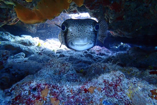 Isla Mujeres Snorkeling Tour - The Logistics of Meeting and Returning on the Tour