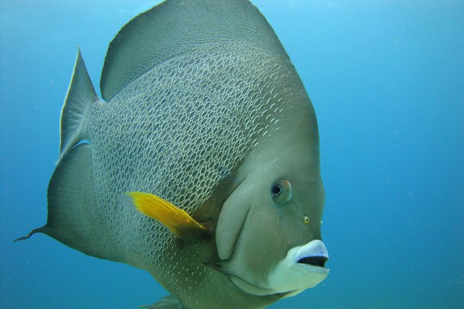 Isla Mujeres Snorkeling Tour - Why This Tour Is an Excellent Choice for Beginners