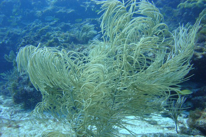 Isla Mujeres Snorkeling Tour - Comparing This Tour to Other Water Activities on Isla Mujeres