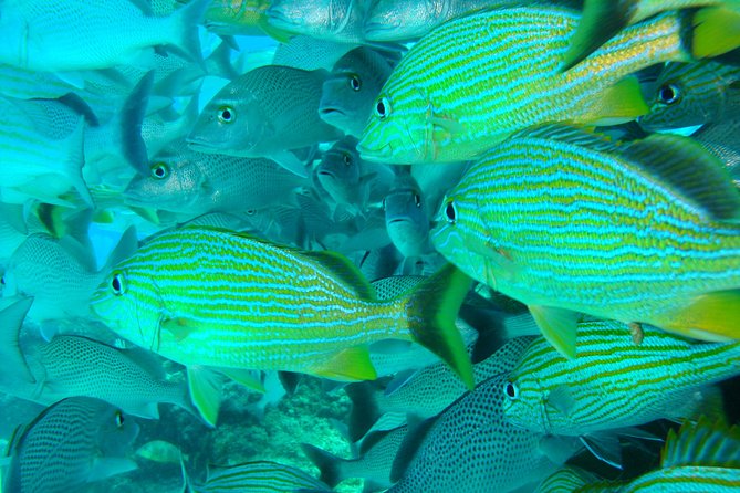 Isla Mujeres Snorkeling Tour - The Value and Booking Tips for This Snorkeling Tour