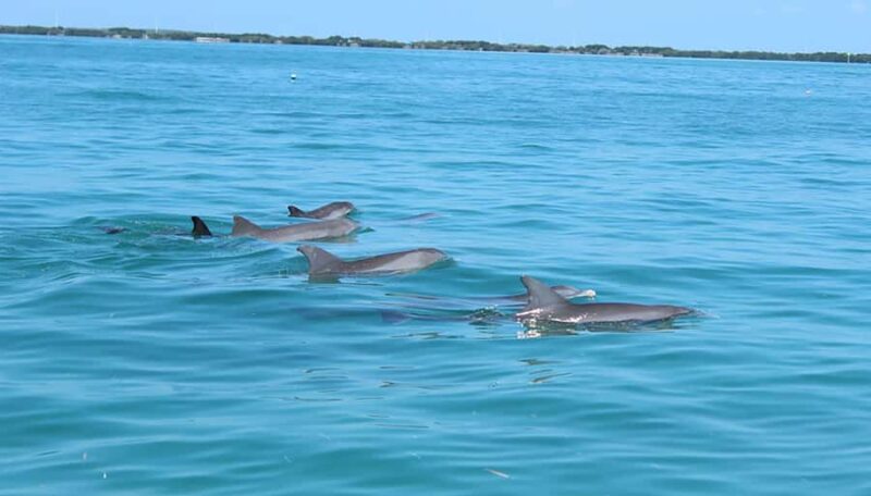 Islamorada: Private Boat Tour with Snorkeling and Sandbar - Comparing Similar Experiences in the Area