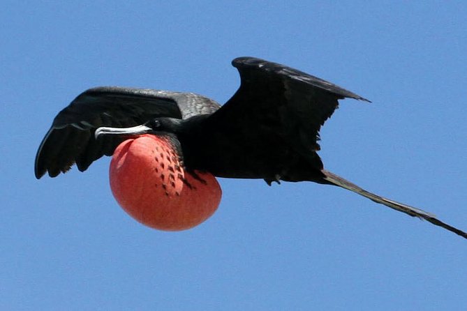 Island Contoy Adventour & Buffete & Isla Mujeres only from Cancun - Who Will Truly Enjoy This Tour?