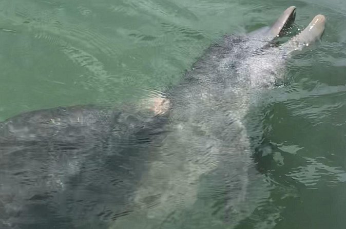 Island Hopping and Snorkeling Trip - Discovering Egmont Key State Park