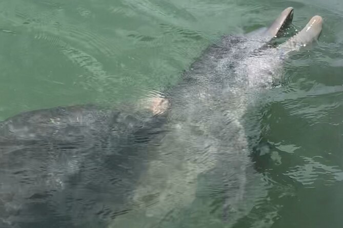 Island Hopping and Snorkeling Trip - Sand Dollar Island: Swimming and Sand Dollar Hunting