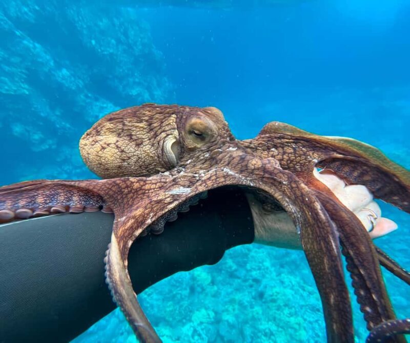 Island of Maui Customized Half-Day Private Tour - Key Points