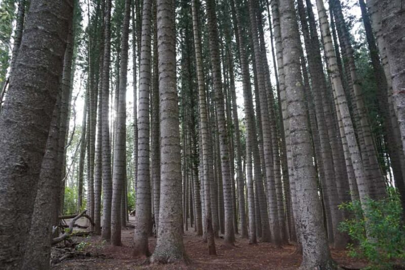 Island of Maui Customized Half-Day Private Tour - Logistics, Group Size, and Accessibility