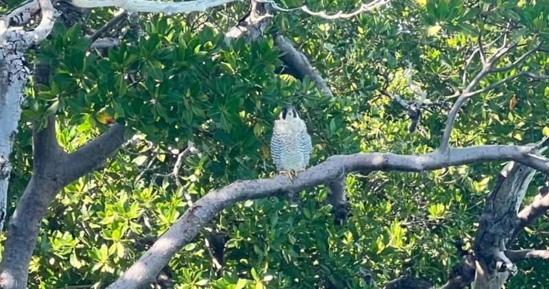 Island Paradise: Dolphin, Shelling, Birding Eco Boat Tour - What to Know Before Booking and Participating