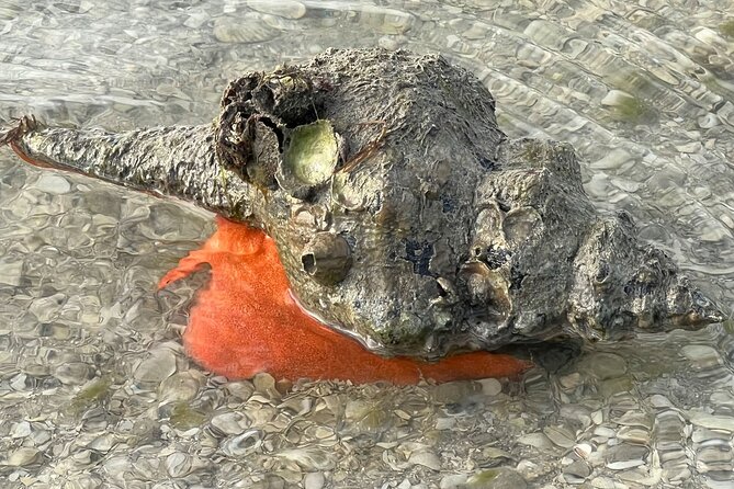 Island Paradise: Dolphin, Shelling, Birding Eco Boat Tour - Discovering Marco Island’s Barrier Islands and Gulf Waters