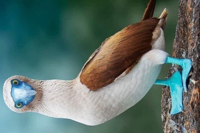 Islas Marietas PRIVATE enter hidden beach 100% GUARANTEED - Pricing and Booking Considerations