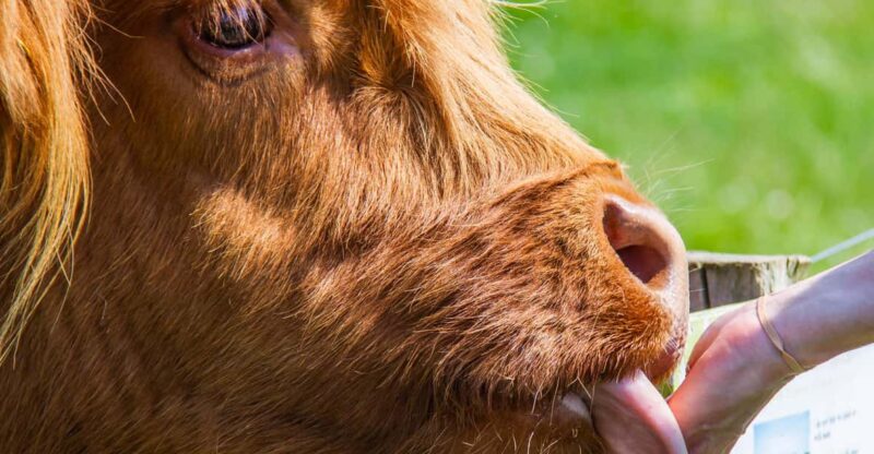 Isle of Arran: Exclusive Private Farm Tour with the Farmer - Who Should Consider This Tour