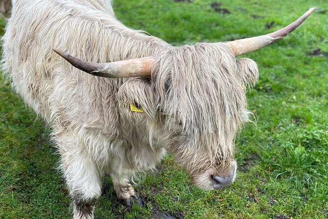 Isle Of Skye Tour Including Fairy Glen Quiraing and Kilt rock - Crossing the Skye Bridge to the Island