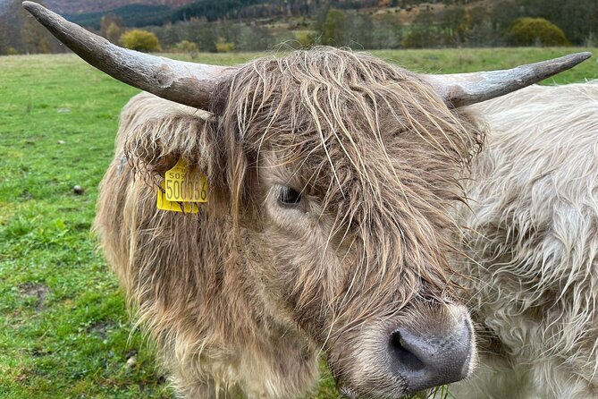 Isle Of Skye Tour Including Fairy Glen Quiraing and Kilt rock - Scenic Drive Past Needle Rock on Way to Kilt Rock