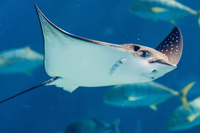 Istanbul Aquarium and Aqua Florya Independent Shopping Trip - Shopping and Dining at Aqua Florya Mall