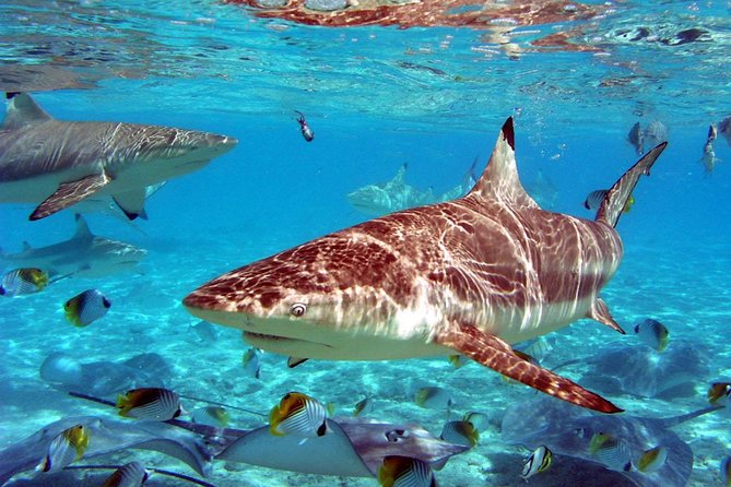 Istanbul Aquarium and Aqua Florya Independent Shopping Trip - Practical Details, Timing, and Group Size