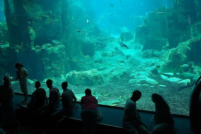 Istanbul Aquarium and Aqua Florya Independent Shopping Trip - The Sum Up: A Relaxed Marine and Shopping Outing