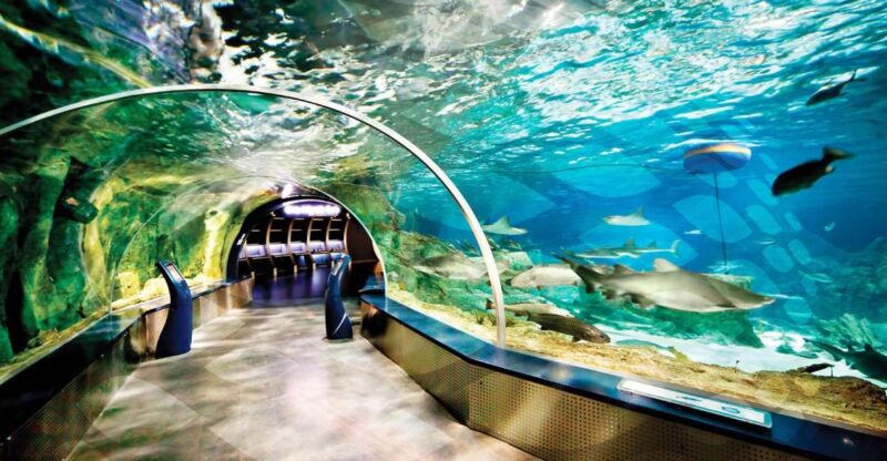 Istanbul Aquarium and Aqua Florya Shopping Mall Tour - Family-Friendly Activities: Mirror Labyrinth and Rainforest Quest