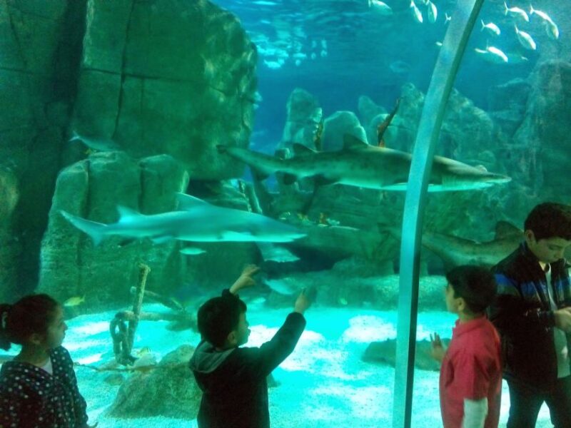 Istanbul Aquarium and Aqua Florya Shopping Mall Tour - Logistics and Practical Details