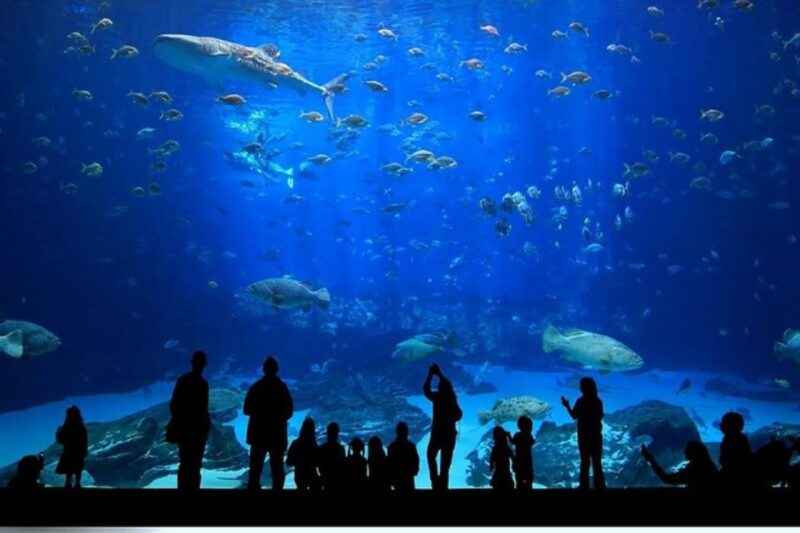 Istanbul Aquarium and Aqua Florya Shopping Mall Tour - The Value of the Experience