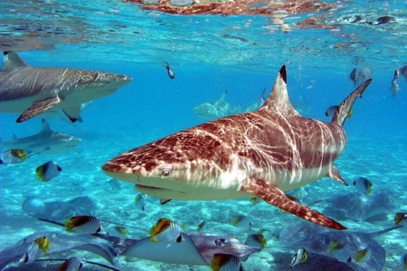 Istanbul Aquarium and Aqua Florya Shopping Mall Tour - Suitable Audience for This Tour