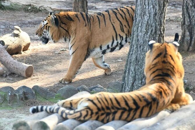 Istanbul Lake Sapanca Tour with Lunch and Transfer - Masukiye Selale: Refreshing Nature and Photos