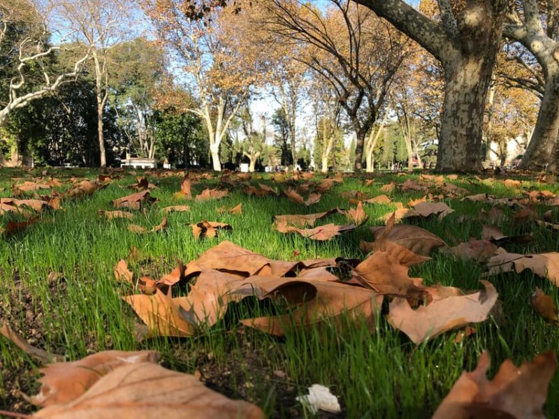 Istanbul Morning Old Town Tour or Afternoon W/Bosphorus Tour - Practical Details: Group Size and Meeting Logistics