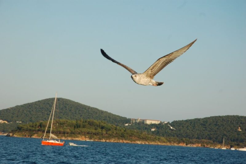 Istanbul: Princes' Islands Cruise w/Music, Lunch & Transfer - The Experience of the Onboard Atmosphere