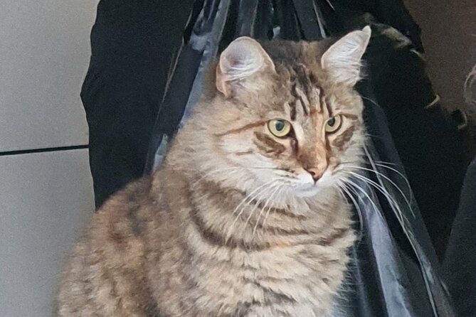 Istanbul Tour with Local Expert - Exploring Istanbul’s Iconic Religious Sites