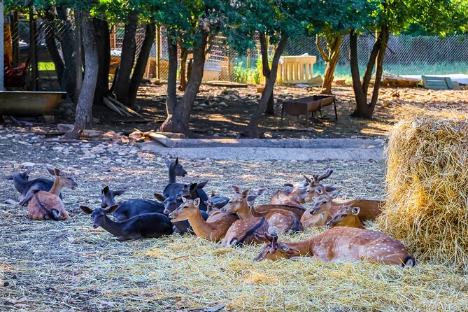 Istra Buggy Tour with a Local Guide - Logistics and Group Size