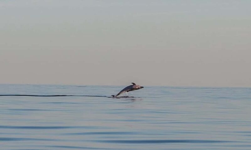 Istria: Private Boat Rental with Skipper - Why Choose This Tour Over Others in the Region