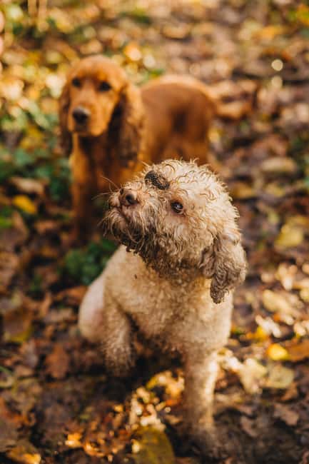 Istria: Truffle Hunting, Tasting, and Heritage Private Tour - Key Points