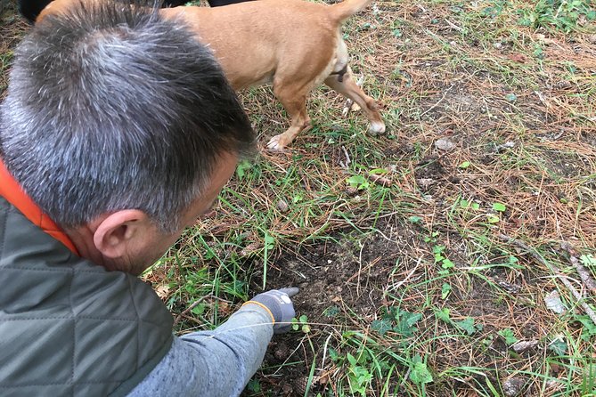 Istrian tapestry - gourmet tour combining wine, truffles and olive oil - Tasting Five to Eight Local Wines in a Cellar