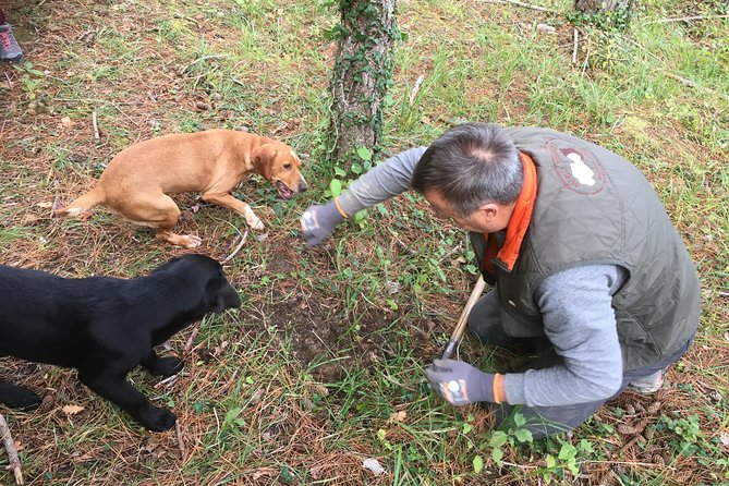 Istrian tapestry - gourmet tour combining wine, truffles and olive oil - The Role of the Guide and Personal Touch