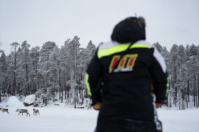 Ivalo: A Day in the Life of Reindeer Herders - Reindeer Herd Feeding in the Finnish Wilderness