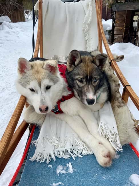 Ivalo: Private Farm Visit & Husky Experience - Ivalo: Private Farm Visit & Husky Experience – A Unique Arctic Adventure