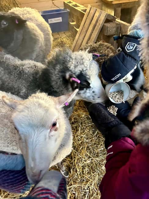 Ivalo: Private Farm Visit & Husky Experience - Seasonal Changes and Atmosphere at Ilonka’s Farm