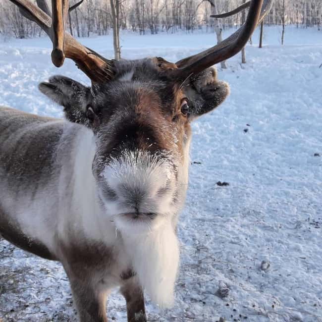 Ivalo: PRIVATE Snowmobile Safari, meet&feed reindeers, lunch - From Ivalo to the Frozen Wilderness