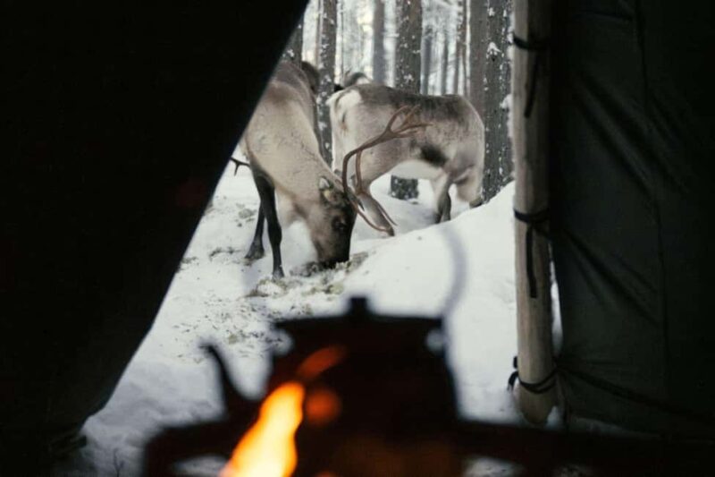 Ivalo: Reindeer Visit  Meet & Feed Reindeer - Discover the Authentic Reindeer Encounter in Lapland