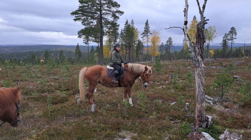 Ivalo - Saariselkä: Horseback Riding Adventures - Overnight Wilderness Cabin Experience