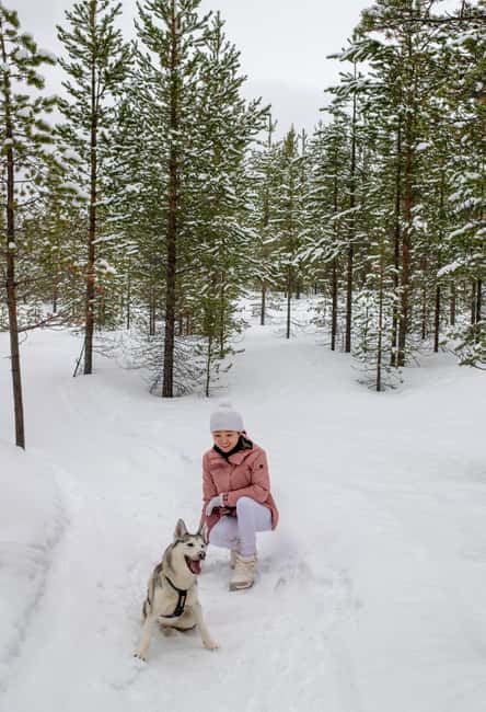 Ivalo - Saariselkä: Husky Walk in the Wilderness - Connecting with the Friendly Huskies at Ilonka Farm