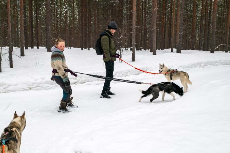 Ivalo - Saariselkä: Husky Walk in the Wilderness - The Forest Husky Walk: Easy and Medium-Level Options