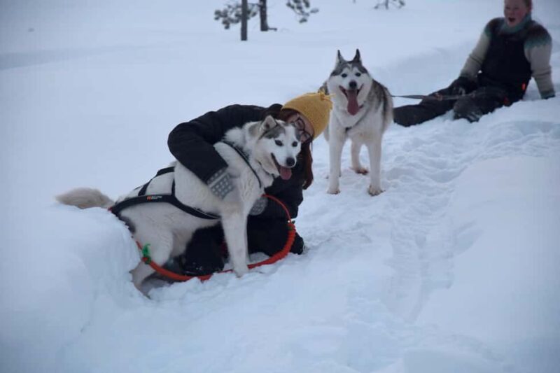 Ivalo - Saariselkä: Husky Walk in the Wilderness - Summing Up the Husky Walk in the Wilderness