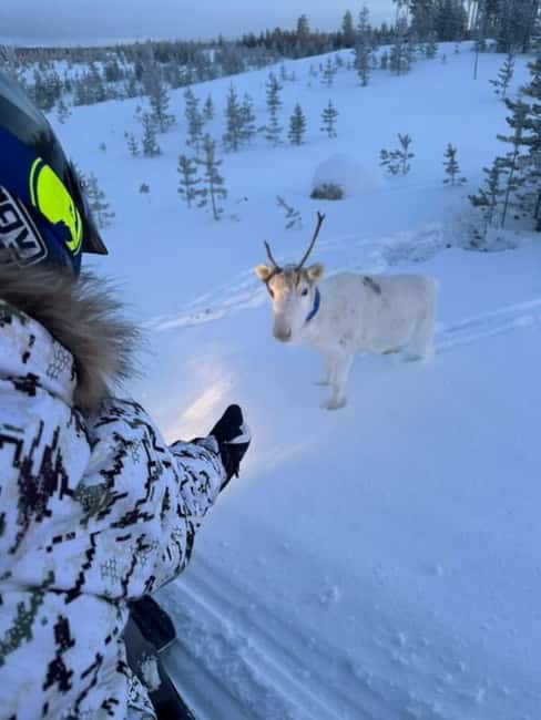 Ivalo: Snowmobile Safari in Hammastunturi Wilderness - Snowmobiling Through Hammastunturi Wilderness