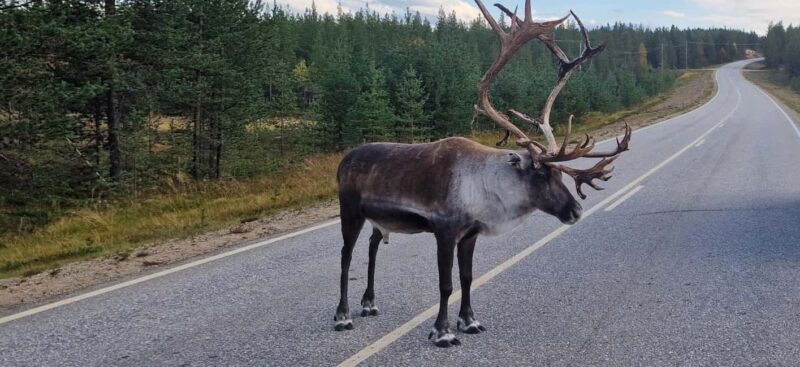Ivalo: Wilderness Tour with Campfire Lunch - Exploring UKK National Park on Short Walks