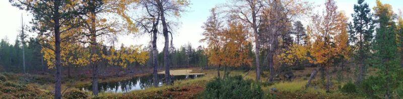 Ivalo: Wilderness Tour with Campfire Lunch - Practical Tips for Participants