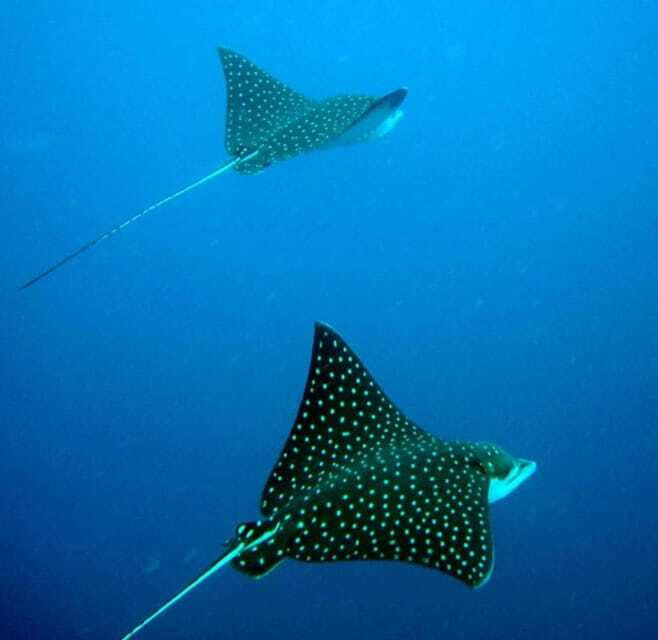 Ixtapa: Underwater Adventures in Zihuatanejo - Sunken Ships Transformed into Artificial Reefs