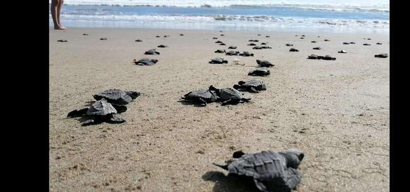 Ixtapa-Zihuatanejo: Turtle Release Tour. - What Makes This Turtle Camp Special?