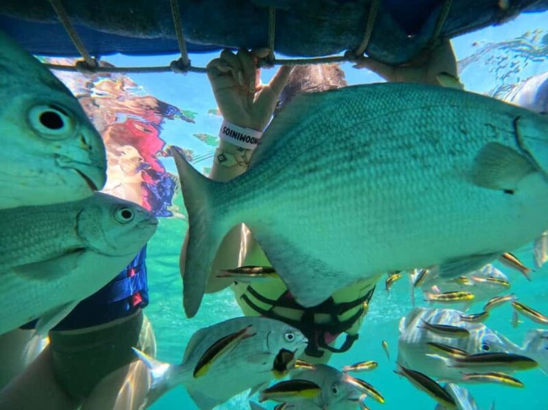 Ixtapa: Zipline and Snorkeling Adventure with Lunch - Snorkeling at Ixtapa Island’s Vibrant Underwater World